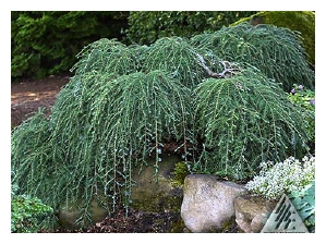 TSUGA canadensis 'Cole's Prostrate'